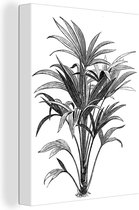 Une illustration en noir et blanc d'une toile plant 60x80 cm - Tirage photo sur toile (Décoration murale salon / chambre)
