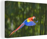 Flying Macaw Canvas 30x20 cm - petit - Tirage photo sur toile (Décoration murale salon / chambre) / Peintures sur toile Animaux