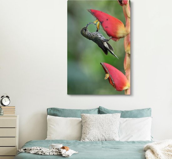 Le colibri à bec crochu à la fleur d'heliconia pogonantha au Costa Rica Toile 120x180 cm - Tirage photo sur Toile (Décoration murale salon / chambre) XXL / Groot format!
