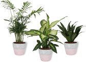 Set van 3 Kamerplanten - Dieffenbachia & Chamaedorea & Dracaeana Compacta - in roze betonnen pot -  ±  30cm hoog - 12cm diameter