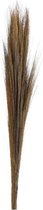 Gifts Amsterdam Droogbloemen Broom 110 Cm Donkernaturel