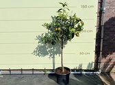 Mandarijnboom - Citrusboom - Citrus Reticulata - Pot ⌀ 34cm - Hoogte 130-150cm
