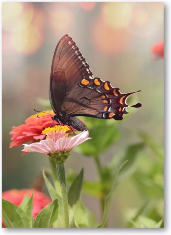 Kleine zwarte satyrium vlinder op een roze bloem - 50x70 Forex Staand - Dieren - Natuur - Bloemen