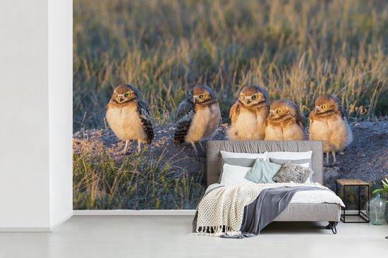 Papier peint Papier peint photo en vinyle - Cinq hiboux dans le Wyoming largeur 420 cm x hauteur 280 cm - Tirage photo sur papier peint (disponible en 7 tailles)