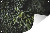 Muurdecoratie Close-up van een stronk broccoli - 180x120 cm - Tuinposter - Tuindoek - Buitenposter