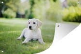 Tuindecoratie Labrador puppy in tuin - 60x40 cm - Tuinposter - Tuindoek - Buitenposter