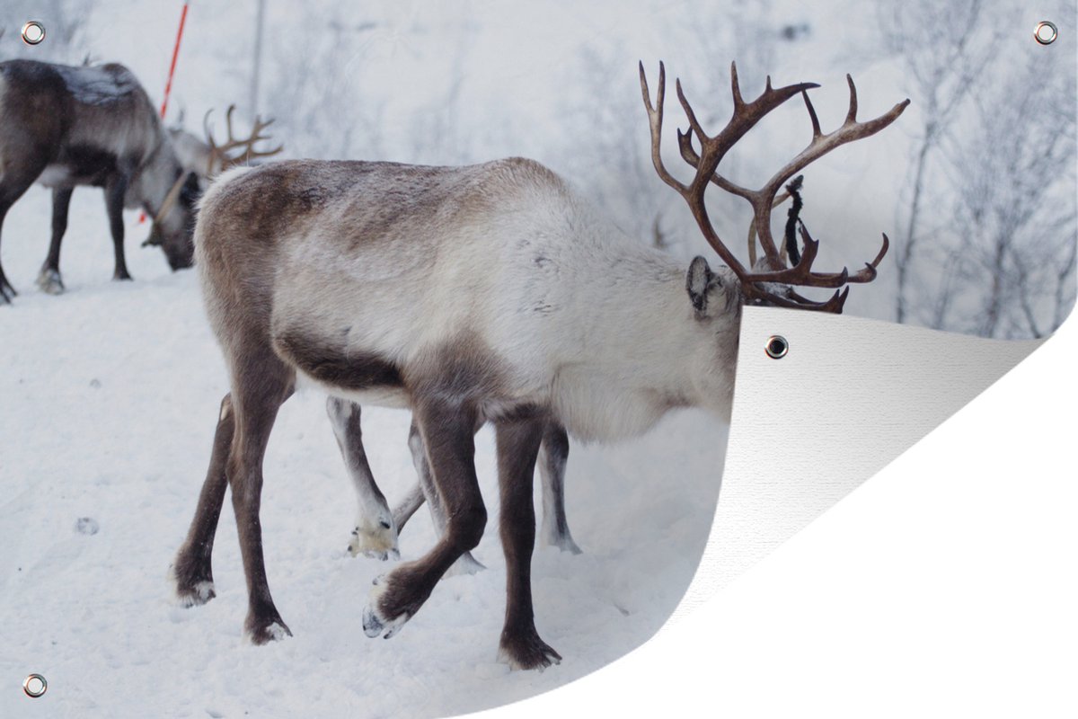 Tuinposter met kerstfoto van rendieren langs Finse wegen - 120x80 cm.