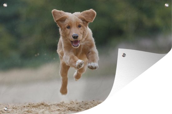 Rennende hond foto - Tuinposter