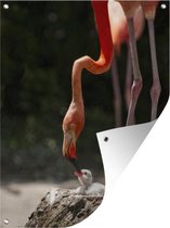 Tuin decoratie Flamingo die haar kuiken voert - 30x40 cm - Tuindoek - Buitenposter