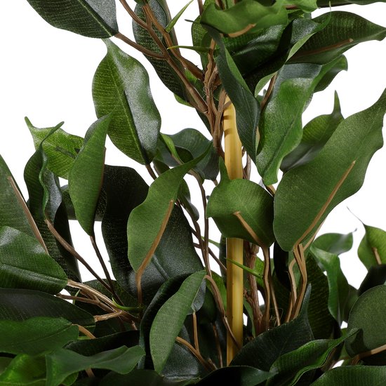 Close-up van groene ficusbladeren en bruine takken rond bamboestok.