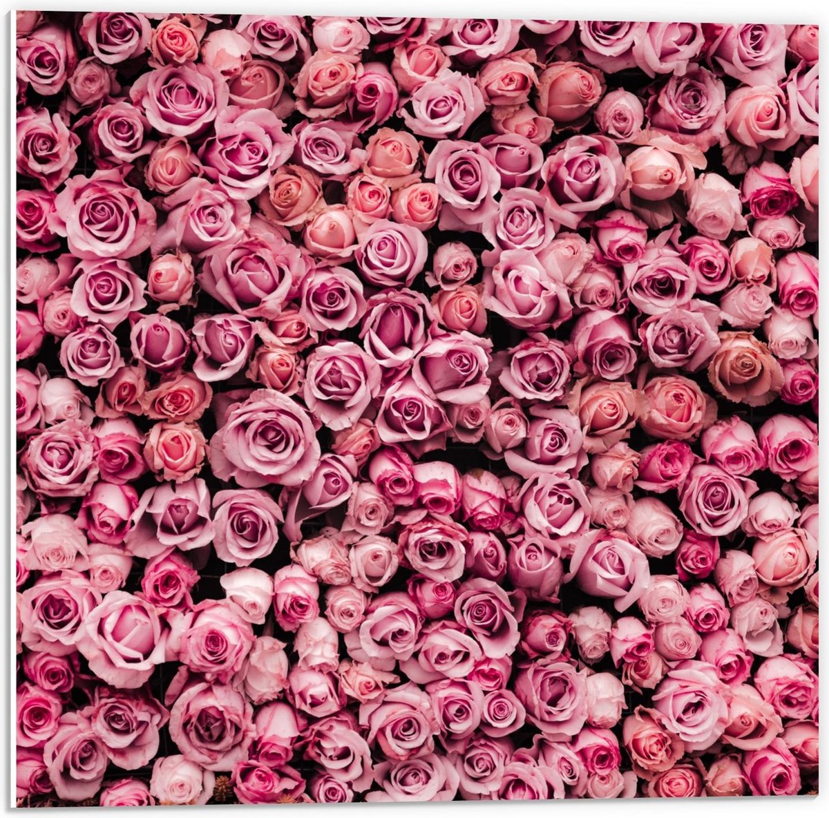 Forex Muur van Roze Rozen 50x50cm Foto op Forex