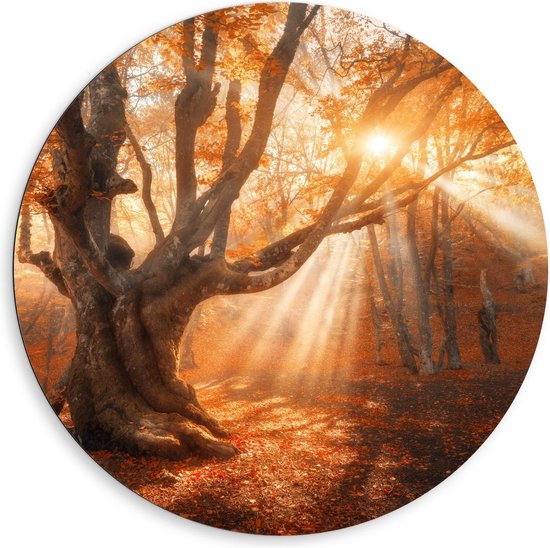 Ronde muurcirkel met een grote oude boom in een herfstbos bij zonsopgang met warme oranje lichtstralen.