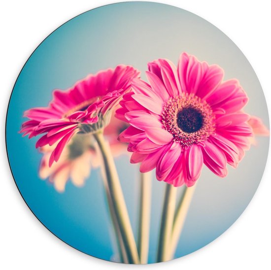 Dibond Wandcirkel - Roze Bloemen op Lichtblauwe Achtergrond - 60x60cm Foto op Aluminium Wandcirkel (met ophangsysteem)