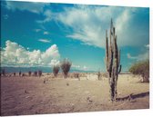 Cactus in de droge woestijn - Foto op Canvas - 90 x 60 cm