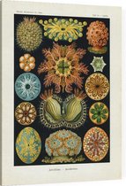 Cynthia - Ascidiae (Kunstformen der Natur), Ernst Haeckel - Foto op Canvas - 30 x 40 cm