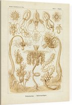 Tubuletta - Tubulariae (Kunstformen der Natur), Ernst Haeckel - Foto op Canvas - 45 x 60 cm