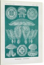 Pilema - Discomedusae (Kunstformen der Natur), Ernst Haeckel - Foto op Canvas - 45 x 60 cm