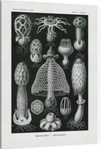 Dictyophora - Basimycetes (Kunstformen der Natur), Ernst Haeckel - Foto op Canvas - 75 x 100 cm