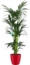 FloriaFor - XL Kentia Palm In ELHO Brussels Diamond (Rood) - - ↨ 160cm - ⌀ 25cm