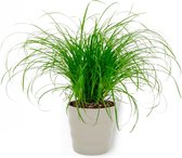 Cyperus Zumula in Dawn Grijs - 12cm