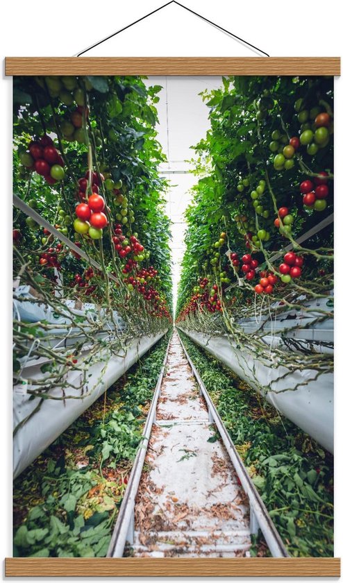 Schoolplaat – Tussen de Tomatenplanten - 40x60cm Foto op Textielposter (Wanddecoratie op Schoolplaat)