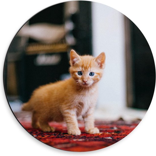 Dibond Wandcirkel - Kitten op Rood Tapijt - 30x30cm Foto op Aluminium Wandcirkel (met ophangsysteem)