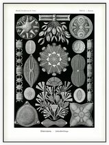 Navicula - Diatomea (Kunstformen der Natur), Ernst Haeckel - Foto op Akoestisch paneel - 90 x 120 cm