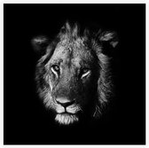 Zwart Witte Leeuwenkop op zwarte achtergrond - Foto op Akoestisch paneel - 80 x 80 cm