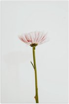 Poster – Roze Bloem met Witte Achtergrond - 60x90cm Foto op Posterpapier