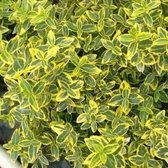 100 x Euonymus Emerald Gold - Kardinaalsmuts in 9x9cm pot met hoogte 5-10cm