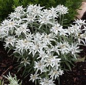 100 x Leontopodium alpinum - Edelweiss in 9x9cm pot met hoogte 5-10cm