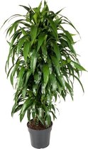 Dracaena Janet Craig 130 cm