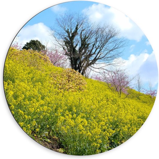 Dibond Wandcirkel - Geel Bloemenveld tegen Heuve; - 60x60cm Foto op Aluminium Wandcirkel (met ophangsysteem)