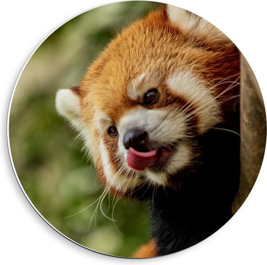 Forex Wandcirkel - Rode Panda in een Boom - 40x40cm Foto op Wandcirkel (met ophangsysteem)