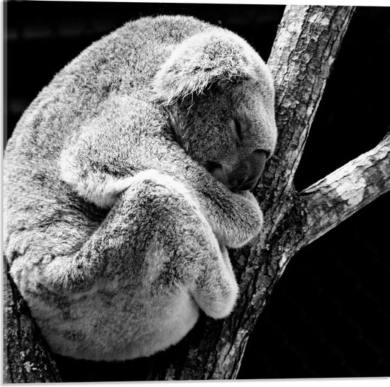 Acrylglas - Slapende Koala in Boom Zwart - Wit - 50x50cm Foto op Acrylglas (Met Ophangsysteem)