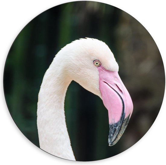 Dibond Wandcirkel - Kop Roze Flamingo - 60x60cm Foto op Aluminium Wandcirkel (met ophangsysteem)