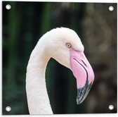 Tuinposter – Kop Roze Flamingo - 50x50cm Foto op Tuinposter  (wanddecoratie voor buiten en binnen)