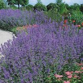 25 x Nepeta faassenii - Kattenkruid in 9x9cm pot met hoogte 5-10cm