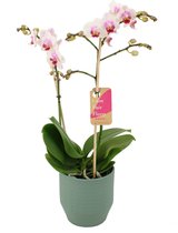 Orchidee van Botanicly – Vlinder orchidee in groen keramiek pot 'Eline' als set – Hoogte: 50 cm, 2 takken – Phalaenopsis Pico Sweet heart