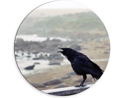 Dibond Wandcirkel - Kraai op de Rand van een Hek - 60x60cm Foto op Aluminium Wandcirkel (met ophangsysteem)