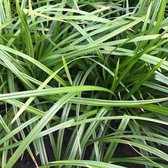 12 x Carex foliosissima Irish Green - Japanse Zegge in C2 pot met hoogte 10-20cm