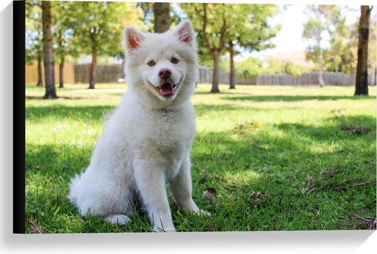 Canvas  - Schattige Witte Hond in een Park - 60x40cm Foto op Canvas Schilderij (Wanddecoratie op Canvas)