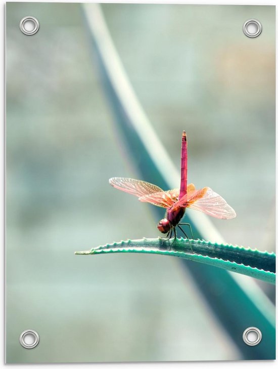 Tuinposter – Libelle op Plant  - 30x40cm Foto op Tuinposter  (wanddecoratie voor buiten en binnen)