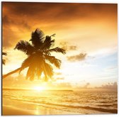 Dibond - Palmboom met Ondergaande Zon aan het Strand  - 50x50cm Foto op Aluminium (Met Ophangsysteem)