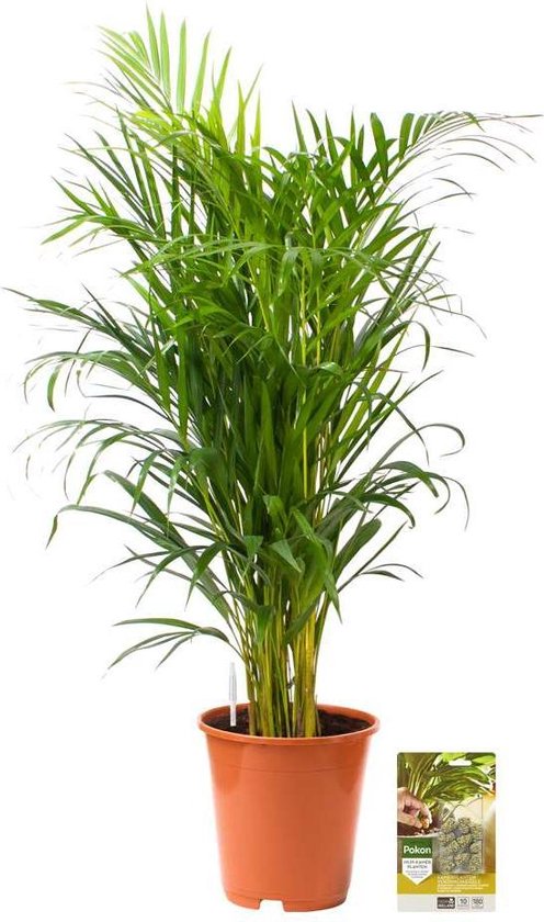 Pokon Powerplanten Areca Palm 100 cm ↕ - Kamerplanten - Planten voor Binnen - Goudpalm - met Plantenvoeding / Vochtmeter