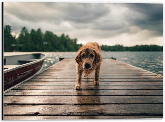 Dibond - Hondje op Vlonder - 40x30cm Foto op Aluminium (Wanddecoratie van metaal)