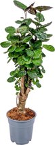 Polyscias 'Fabian' per stuk | Sterke tropische kamerplant in kwekerspot ⌀17 cm - ↕60 cm