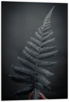 Dibond - Zwart/Wit Blad met Bladeren - 60x90cm Foto op Aluminium (Met Ophangsysteem)