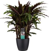 Calathea Elgergrass met Elho brussels living black