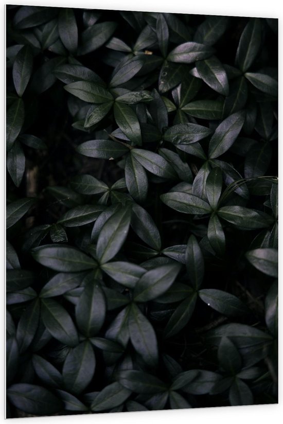 Forex - Donkergroene Bladeren - 100x150cm Foto op Forex